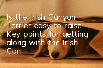 Is the Irish Canyon Terrier easy to raise? Key points for getting along with the Irish Canyon Terrier