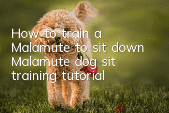 How to train a Malamute to sit down Malamute dog sit training tutorial