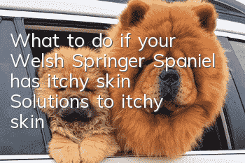 What to do if your Welsh Springer Spaniel has itchy skin? Solutions to itchy skin