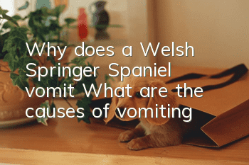 Why does a Welsh Springer Spaniel vomit? What are the causes of vomiting?