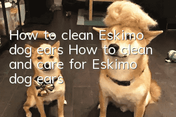 How to clean Eskimo dog ears How to clean and care for Eskimo dog ears