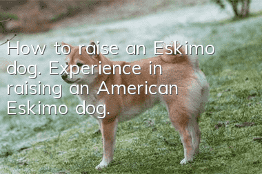 How to raise an Eskimo dog. Experience in raising an American Eskimo dog.
