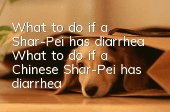 What to do if a Shar-Pei has diarrhea? What to do if a Chinese Shar-Pei has diarrhea?
