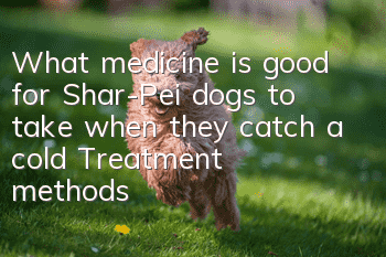What medicine is good for Shar-Pei dogs to take when they catch a cold? Treatment methods for Chinese Shar-Pei dogs to take colds