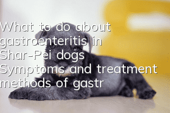 What to do about gastroenteritis in Shar-Pei dogs? Symptoms and treatment methods of gastroenteritis in Chinese Shar-Pei dogs