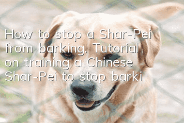 How to stop a Shar-Pei from barking. Tutorial on training a Chinese Shar-Pei to stop barking.