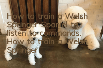 How to train a Welsh Springer Spaniel to listen to commands. How to train a Welsh Springer Spaniel to listen to commands.