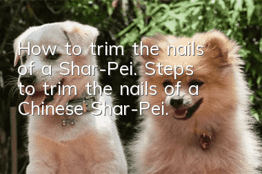 How to trim the nails of a Shar-Pei. Steps to trim the nails of a Chinese Shar-Pei.