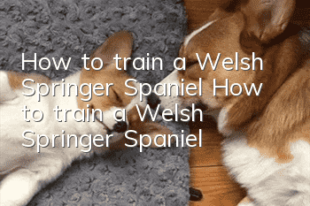 How to train a Welsh Springer Spaniel How to train a Welsh Springer Spaniel
