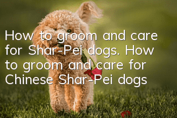 How to groom and care for Shar-Pei dogs. How to groom and care for Chinese Shar-Pei dogs?