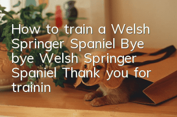 How to train a Welsh Springer Spaniel Bye bye Welsh Springer Spaniel Thank you for training tips