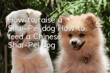 How to raise a Shar-Pei dog How to feed a Chinese Shar-Pei dog