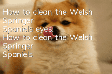 How to clean the Welsh Springer Spaniel's eyes. How to clean the Welsh Springer Spaniel's eyes.
