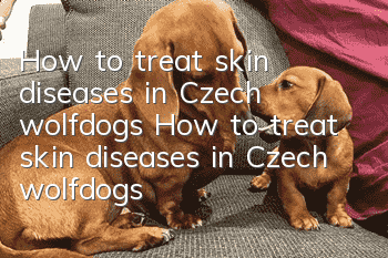 How to treat skin diseases in Czech wolfdogs How to treat skin diseases in Czech wolfdogs