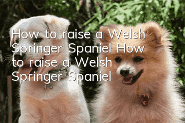 How to raise a Welsh Springer Spaniel How to raise a Welsh Springer Spaniel