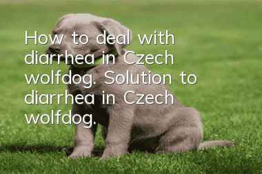 How to deal with diarrhea in Czech wolfdog. Solution to diarrhea in Czech wolfdog.