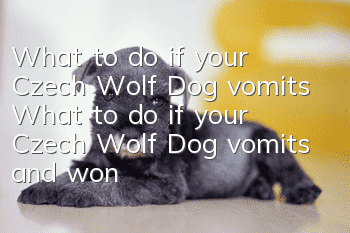What to do if your Czech Wolf Dog vomits? What to do if your Czech Wolf Dog vomits and won’t eat?