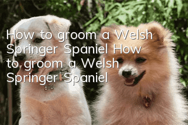 How to groom a Welsh Springer Spaniel How to groom a Welsh Springer Spaniel