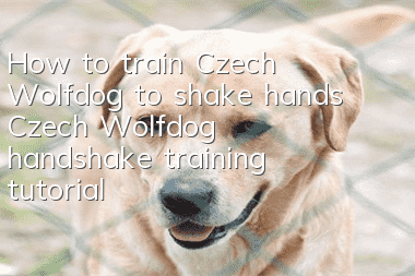 How to train Czech Wolfdog to shake hands Czech Wolfdog handshake training tutorial