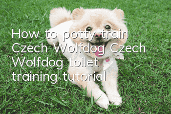 How to potty train Czech Wolfdog? Czech Wolfdog toilet training tutorial
