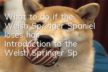 What to do if the Welsh Springer Spaniel loses hair? Introduction to the Welsh Springer Spaniel’s hair loss situation