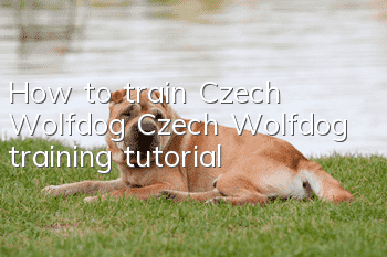 How to train Czech Wolfdog Czech Wolfdog training tutorial