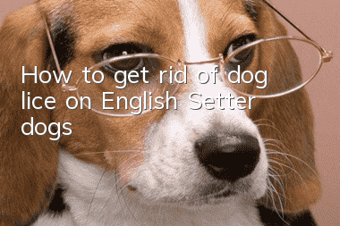 How to get rid of dog lice on English Setter dogs