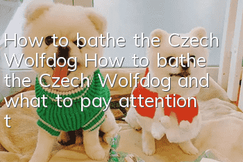 How to bathe the Czech Wolfdog? How to bathe the Czech Wolfdog and what to pay attention to