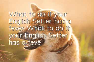 What to do if your English Setter has a fever What to do if your English Setter has a fever