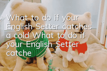 What to do if your English Setter catches a cold? What to do if your English Setter catches a cold?
