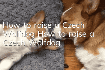 How to raise a Czech Wolfdog How to raise a Czech Wolfdog