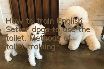 How to train English Setter dogs to use the toilet. Methods of toilet training