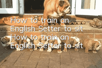 How to train an English Setter to sit? How to train an English Setter to sit?