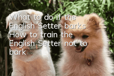 What to do if the English Setter barks? How to train the English Setter not to bark?