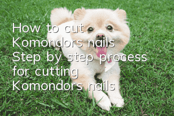 How to cut Komondor's nails Step by step process for cutting Komondor's nails