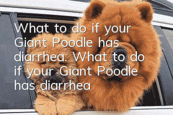 What to do if your Giant Poodle has diarrhea. What to do if your Giant Poodle has diarrhea.