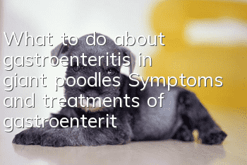 What to do about gastroenteritis in giant poodles Symptoms and treatments of gastroenteritis in giant poodles
