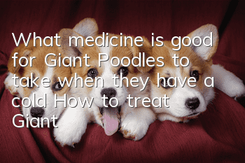 What medicine is good for Giant Poodles to take when they have a cold? How to treat Giant Poodles’ colds