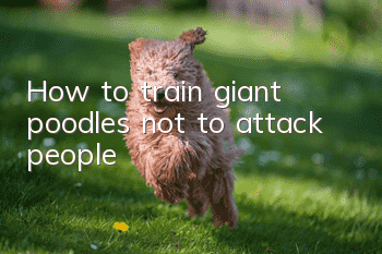 How to train giant poodles not to attack people