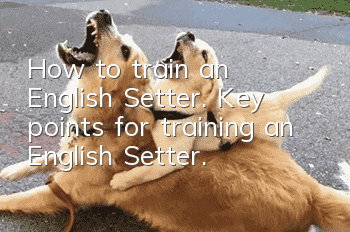 How to train an English Setter. Key points for training an English Setter.