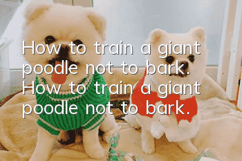 How to train a giant poodle not to bark. How to train a giant poodle not to bark.