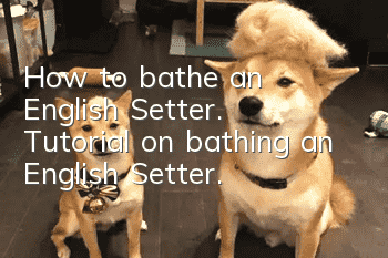 How to bathe an English Setter. Tutorial on bathing an English Setter.