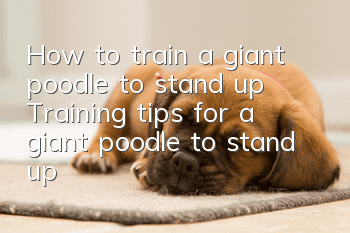 How to train a giant poodle to stand up Training tips for a giant poodle to stand up