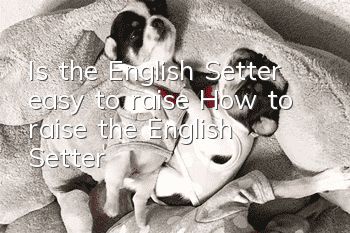 Is the English Setter easy to raise? How to raise the English Setter?