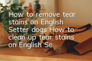 How to remove tear stains on English Setter dogs How to clean up tear stains on English Setter dogs