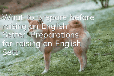What to prepare before raising an English Setter. Preparations for raising an English Setter.