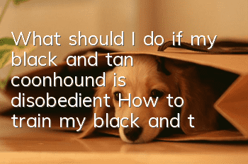 What should I do if my black and tan coonhound is disobedient? How to train my black and tan coonhound well?