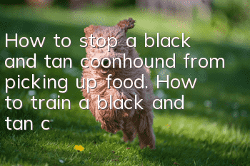 How to stop a black and tan coonhound from picking up food. How to train a black and tan coonhound not to pick up food.