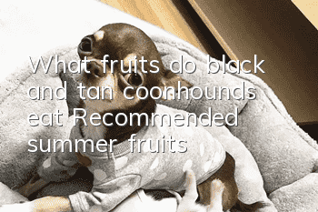What fruits do black and tan coonhounds eat? Recommended summer fruits