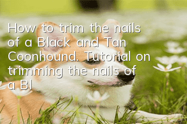 How to trim the nails of a Black and Tan Coonhound. Tutorial on trimming the nails of a Black and Tan Coonhound.